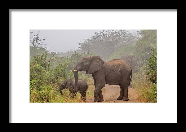 Hluhluwe-imfolozi Park Framed Print featuring the photograph Early Morning Elephants by Marcy Wielfaert