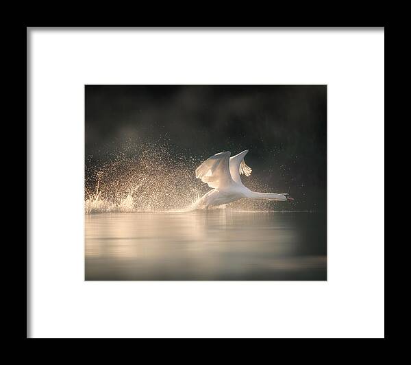 Swan Framed Print featuring the photograph Early Morning by Marei