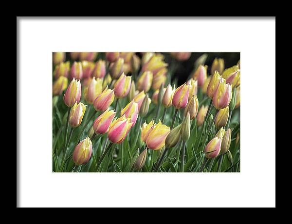 Woodland Garden Framed Print featuring the photograph Early Tulips by James Barber