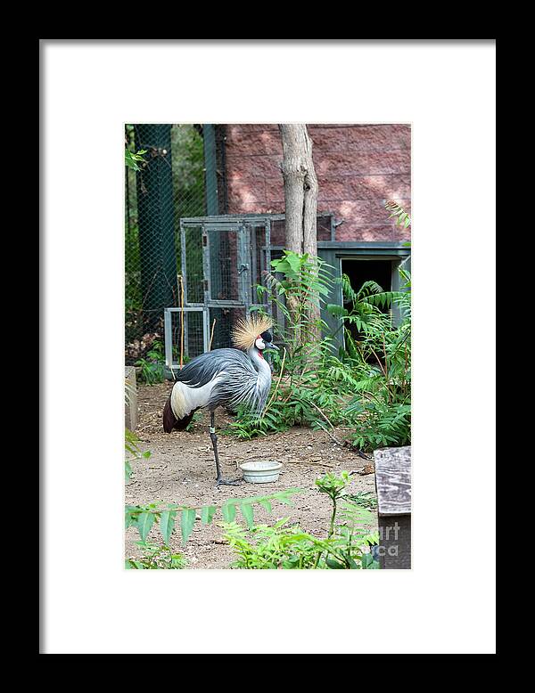 Crane Framed Print featuring the photograph East African Crowned Crane by Jim West/science Photo Library