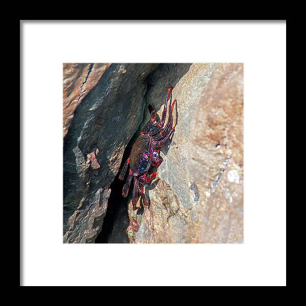 Crab Framed Print featuring the photograph East Atlantic Red Rock Crab by Sun Travels