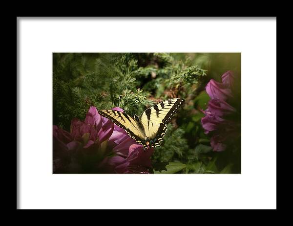 Eastern Tiger Swallowtail Framed Print featuring the photograph Eastern Tiger Swallowtail on rhododendron by Jeff Folger