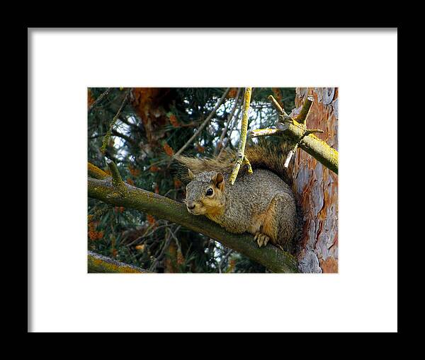 Sciurus Carolinensis Framed Print featuring the photograph Eastern gray squirrel by Jean Evans