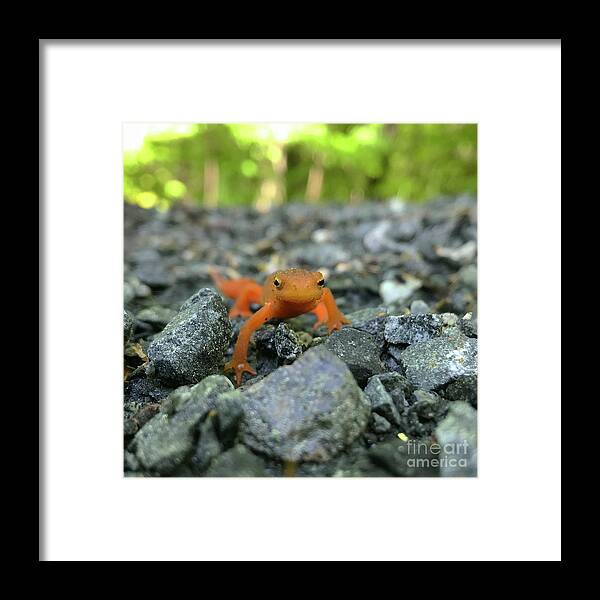 Salamander Framed Print featuring the photograph Eastern Red Spotted Newt 2 by Amy E Fraser