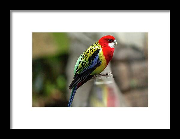 No People Framed Print featuring the photograph Eastern Rosella by SAURAVphoto Online Store