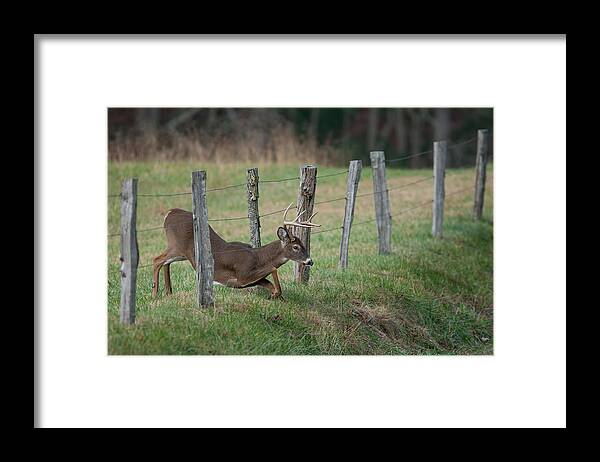 Whitetail Framed Print featuring the photograph Easy Way Over by Nick Kalathas