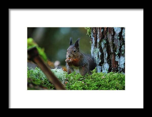 Sweden Framed Print featuring the pyrography Eating squirrel by Magnus Haellquist