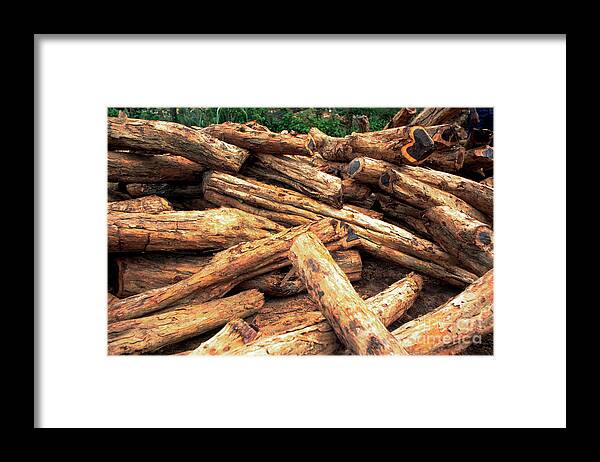 Logs Framed Print featuring the photograph Ebony Wood by A S Gould/science Photo Library