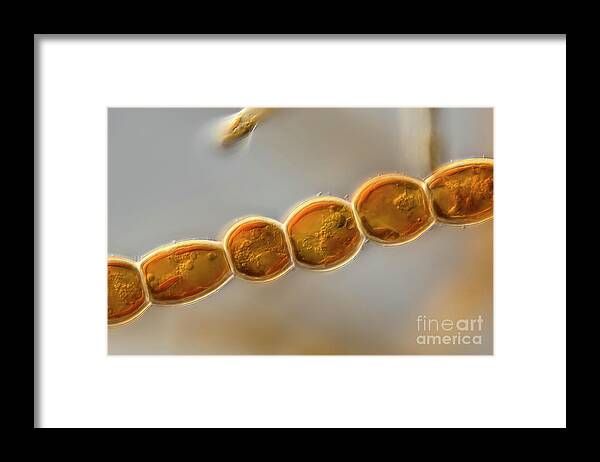 Phaeophyceae Framed Print featuring the photograph Ectocarpales Algae by Frank Fox/science Photo Library
