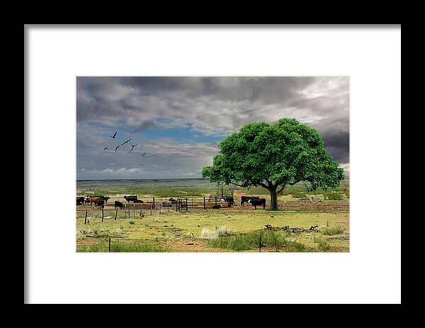 Cows Framed Print featuring the jewelry Edit This, Cows in Pasture by Sandra J's