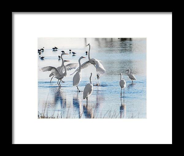 Birds Framed Print featuring the photograph Egret Ballet 1400 by Donald Brown