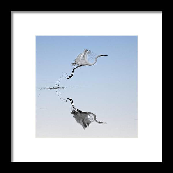 Standing Water Framed Print featuring the photograph Egret by Robert Colameco