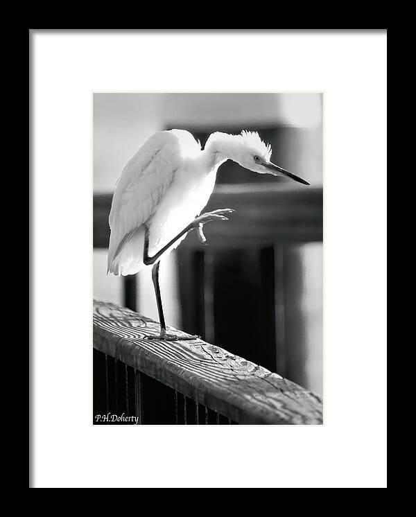 Birds Framed Print featuring the photograph Egret Tai Chi by Phill Doherty