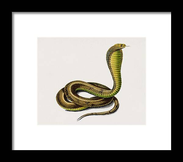 Snake Framed Print featuring the painting Egyptian Cobra Naja Hoje illustrated by Charles Dessalines D' Orbigny 1806-1876 by Celestial Images