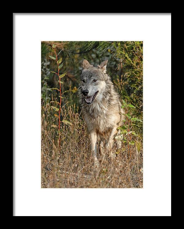 Wolf Framed Print featuring the photograph El Lobo by Wade Aiken