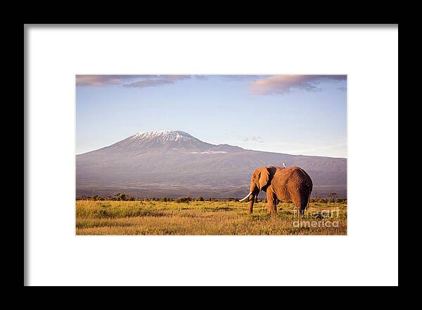 Scenics Framed Print featuring the photograph Elephant And Kilimanjaro by Wldavies