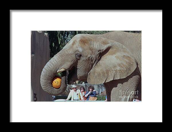 People Framed Print featuring the photograph Elephant Eating Pumpkin by Bettmann