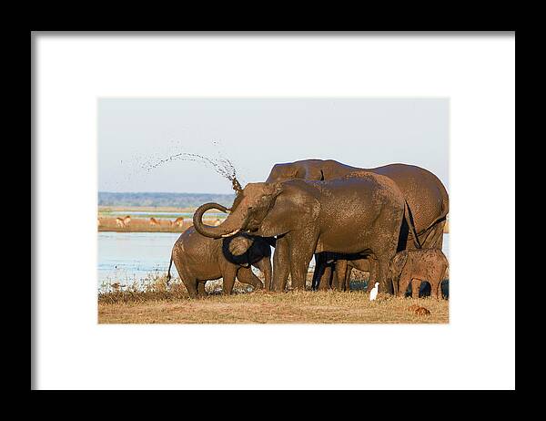 Botswana Framed Print featuring the photograph Elephant Family by Franz Aberham