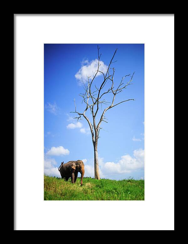 Tranquility Framed Print featuring the photograph Elephant by Rokkor