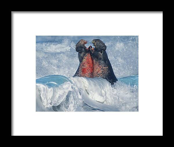 00586413 Framed Print featuring the photograph Elephant Seal Bulls Fighting In Surf, Piedras Blancas, California by Tim Fitzharris