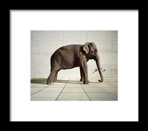 Shadow Framed Print featuring the photograph Elephant Standing Infront Of Cement Wall by Matthias Clamer