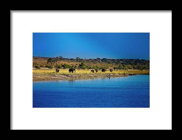 Scenics Framed Print featuring the photograph Elephants By Chobe River, Chobe by Thomas Varley