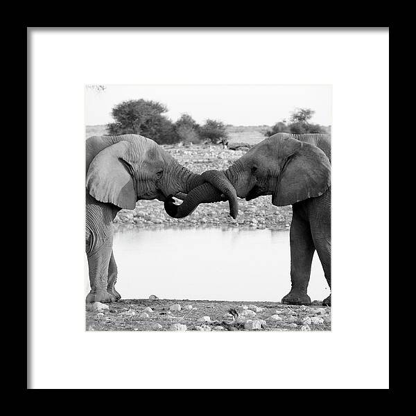 Animal Trunk Framed Print featuring the photograph Elephants Curling Trunk by Harrykolenbrander
