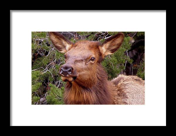 Elk Framed Print featuring the photograph Elk Calf by Mary Mikawoz