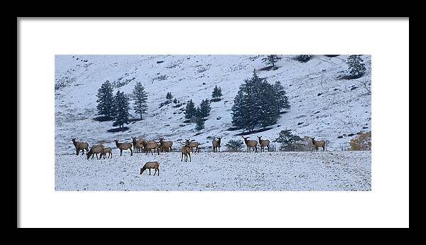 Yellowstone Framed Print featuring the photograph Elk Herd First Snow by Ed Broberg