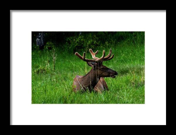 Elk Framed Print featuring the photograph Elk laying down chewing on grass by Dan Friend