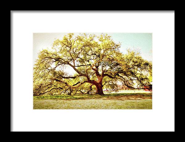 Emancipation Tree Framed Print featuring the photograph Emancipation Oak by Ola Allen
