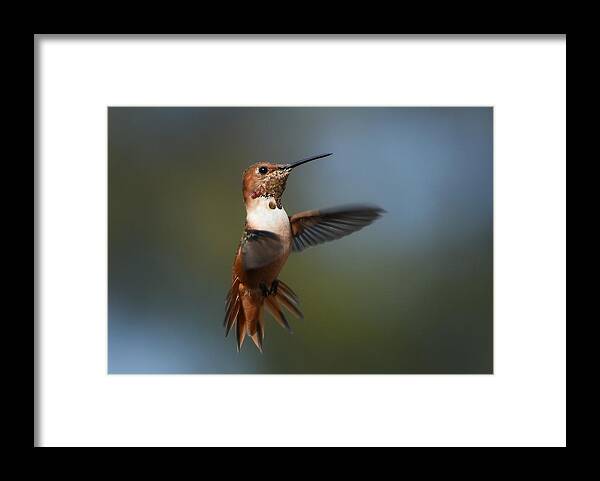 Allen's Hummingbird Framed Print featuring the photograph Embrace by Fraida Gutovich
