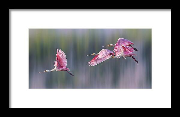 Group Framed Print featuring the photograph Embrace The Spring by Qing Zhao