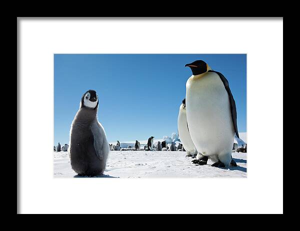 Emperor Penguin Framed Print featuring the photograph Emperor Penguin Chick Close Up by A Gandola