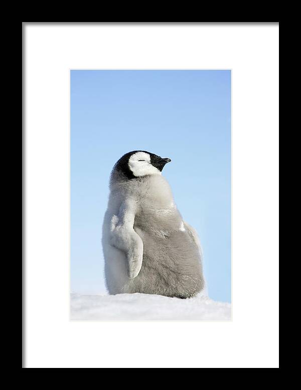 Emperor Penguin Framed Print featuring the photograph Emperor Penguin by Sylvain Cordier