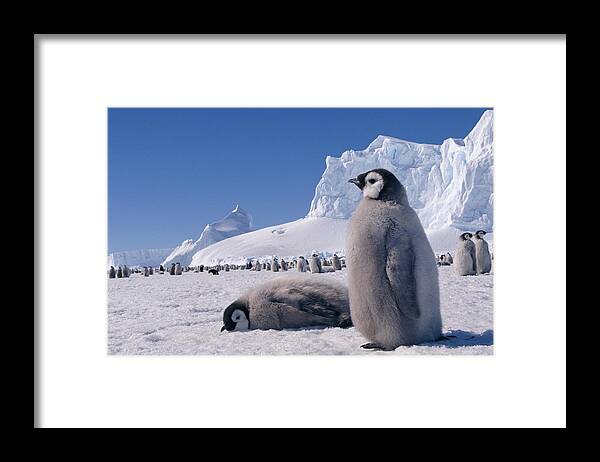 Animal Framed Print featuring the photograph Emperor Penguin Young by Nhpa