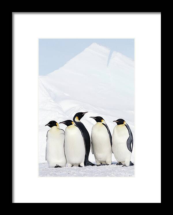 Emperor Penguin Framed Print featuring the photograph Emperor Penguins And Icebergs, Weddell by Joseph Van Os