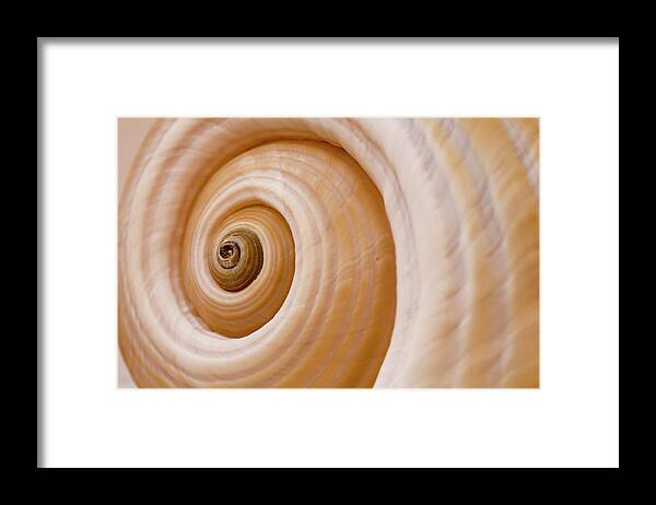 Mollusk Framed Print featuring the photograph Empty Snail Shell by Grafissimo