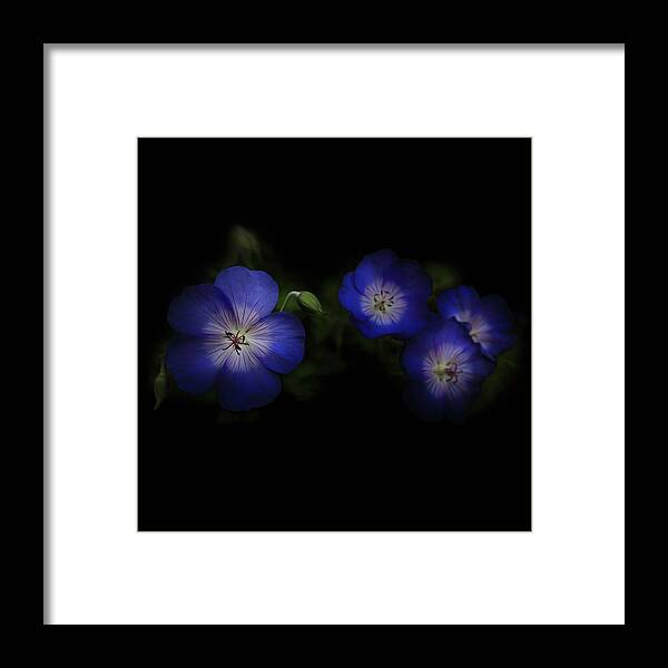 Garden Framed Print featuring the photograph Enchanted Blues in Square by Debra and Dave Vanderlaan