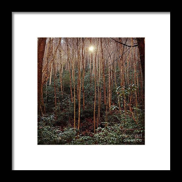 Forest Framed Print featuring the photograph Enchanted Forest by Anita Adams