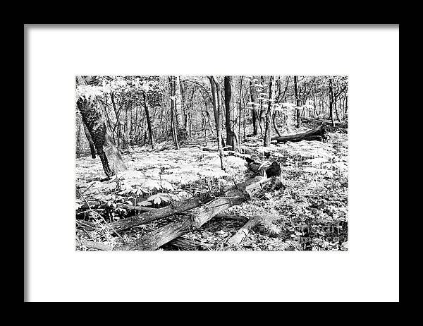 Spring Framed Print featuring the photograph Enchanted Forest by Steve Ember