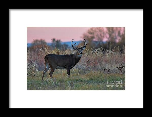 Whitetail Deer Framed Print featuring the photograph Encounter at Dawn by Jim Garrison