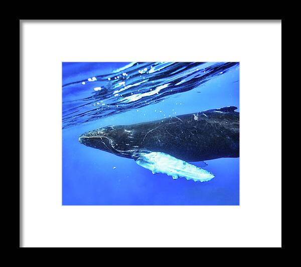 Encounter Framed Print featuring the photograph Encounter by Louise Lindsay