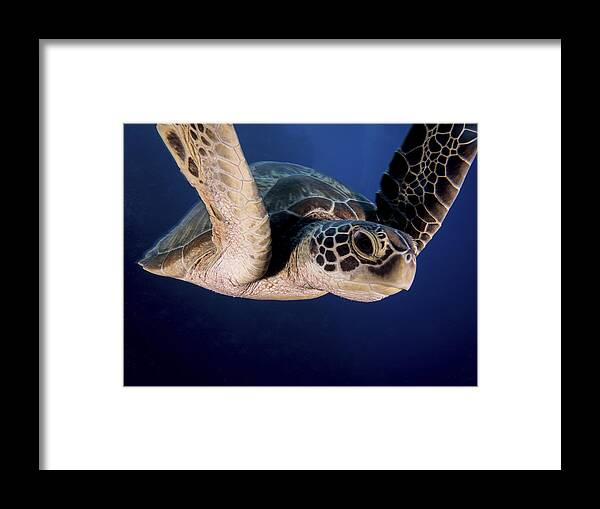 Turtle Framed Print featuring the photograph Encounter Of The Turtle Kind by Ilan Ben Tov