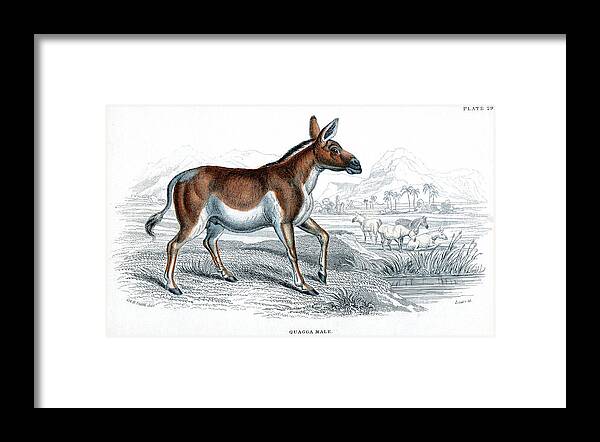 Horse Framed Print featuring the drawing Engraving Of A Quagga, C1830 by Print Collector