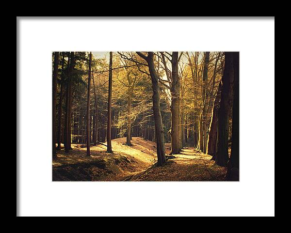 Scenics Framed Print featuring the photograph Enlightened Trees by Bob Van Den Berg Photography