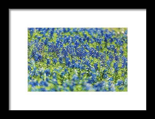 Texas Framed Print featuring the photograph Ennis Bluebonnets by Peter Hull