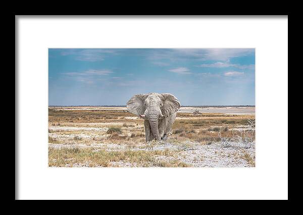 Elephant Framed Print featuring the photograph White Ghost by Hamish Mitchell