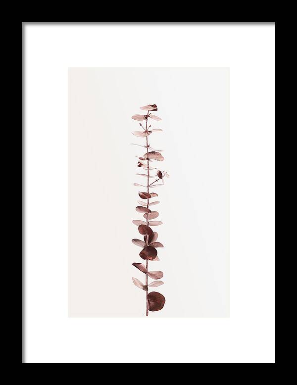 Eucalyptus Framed Print featuring the photograph Eucalyptus Copper No 01 by 1x Studio Iii