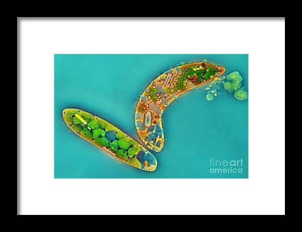 Biology Framed Print featuring the photograph Euglena Intermedia Protist by Frank Fox/science Photo Library